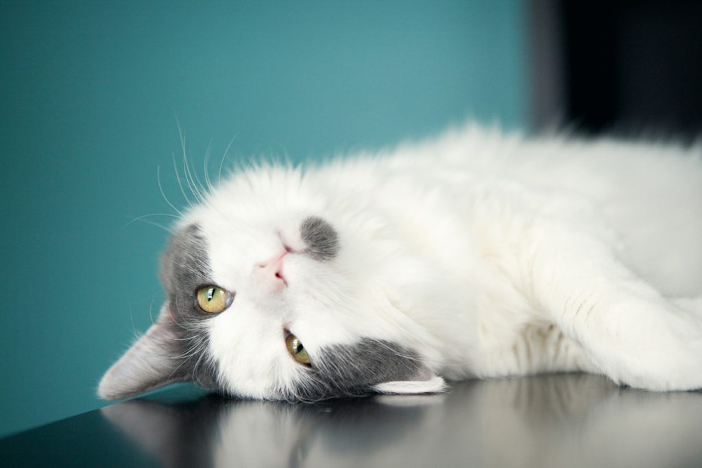 A cat laying down on a table | Motif