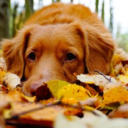 A dog laying down in a pile of autumn leaves | Motif