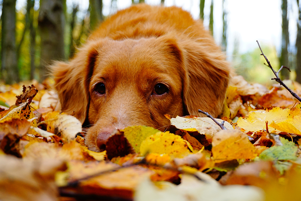 A dog laying down in a pile of autumn leaves | Motif
