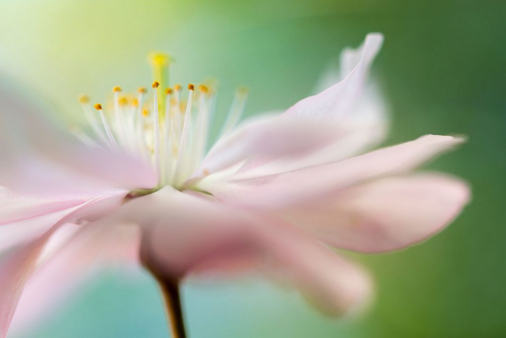 A close-up image of a pink flower | Motif