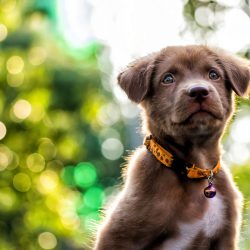A chocolate lab puppy in front of greenery | Motif