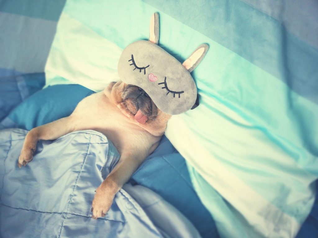A dog laying in bed with a sleeping mask | Motif