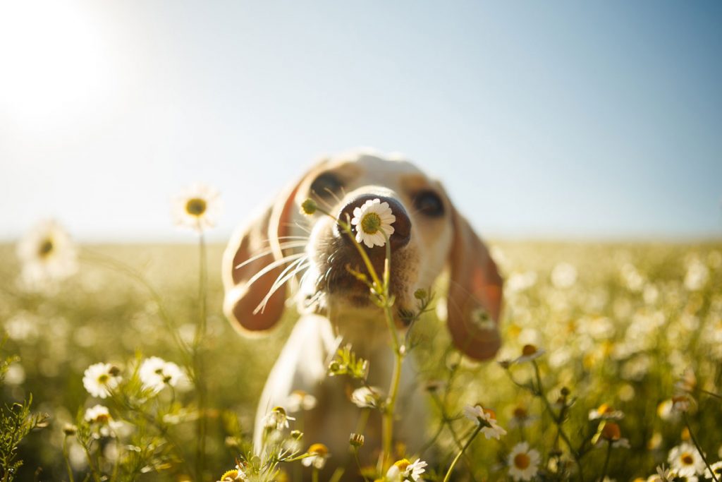 A puppy smelling a sunflower | Motif