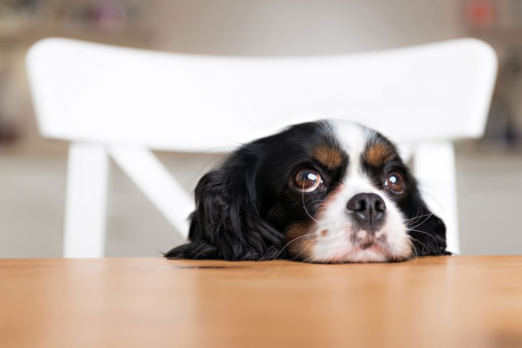 A begging dog with their head on a table | Motif
