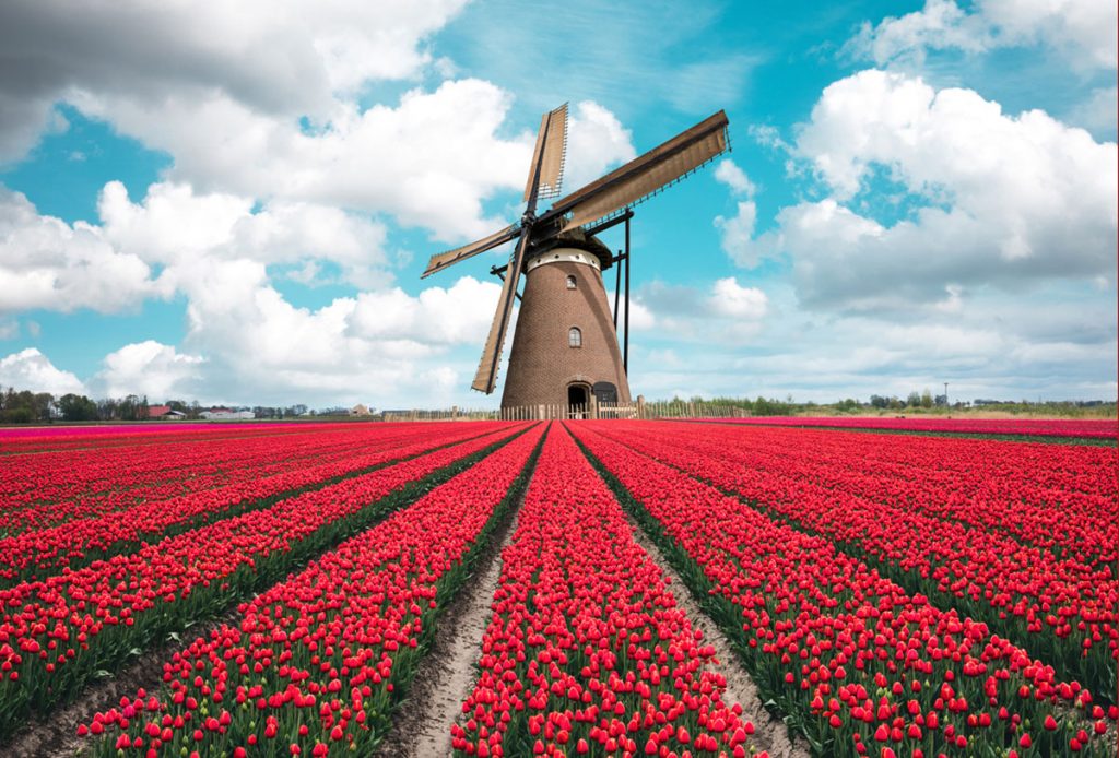 Tradition Dutch windmill in a field of tulips