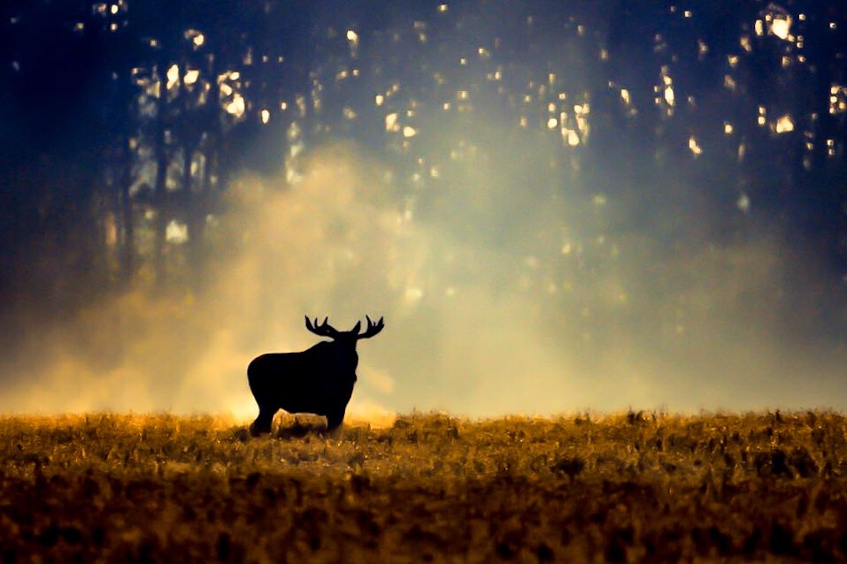 Moose in fog