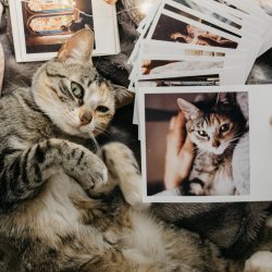 Cats and photos