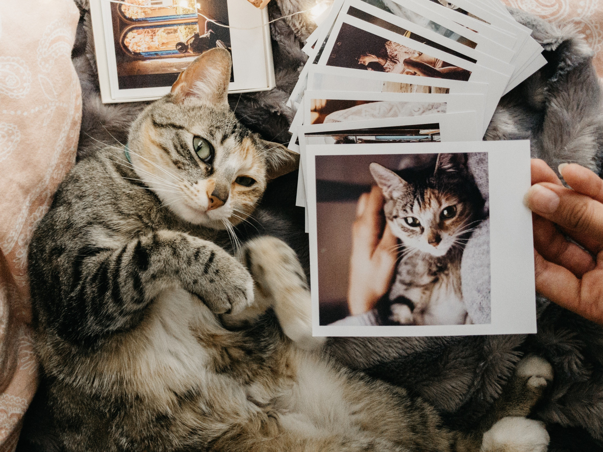 Cats and photos