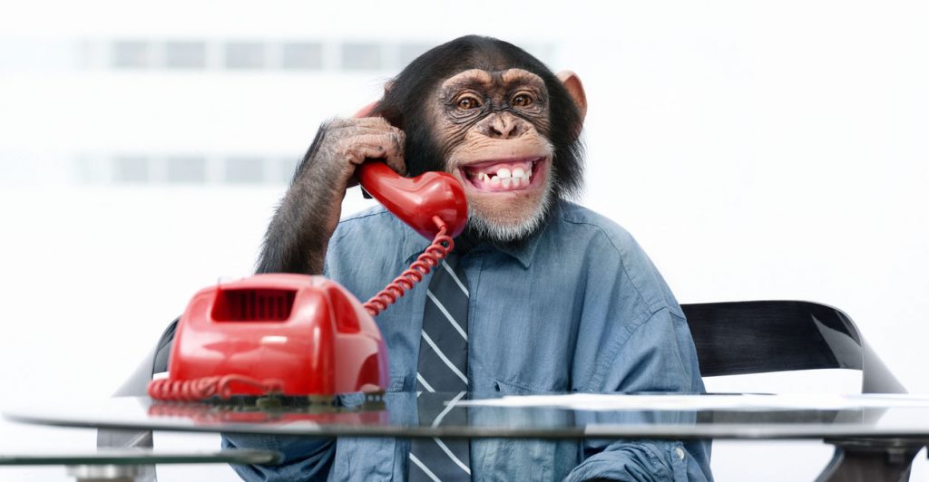 Monkey on phone