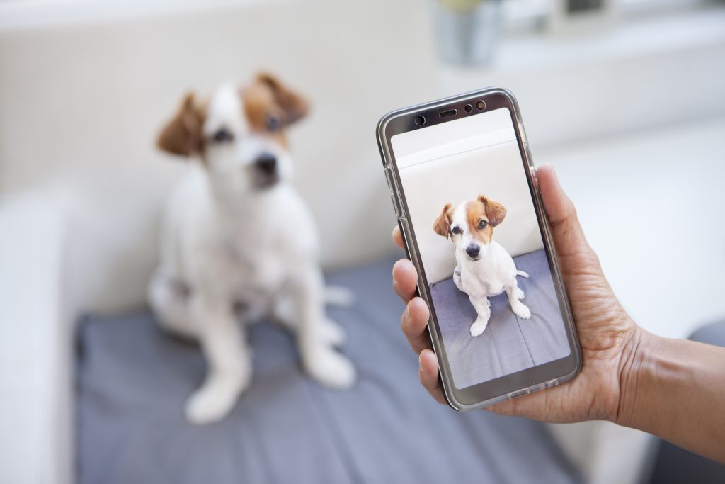 Angle your camera phone from up above to capture great pet photos from all angles.