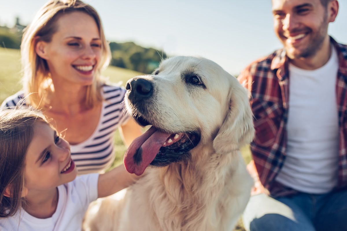 Great pet photos include a smiling golden retriever with his happy family.