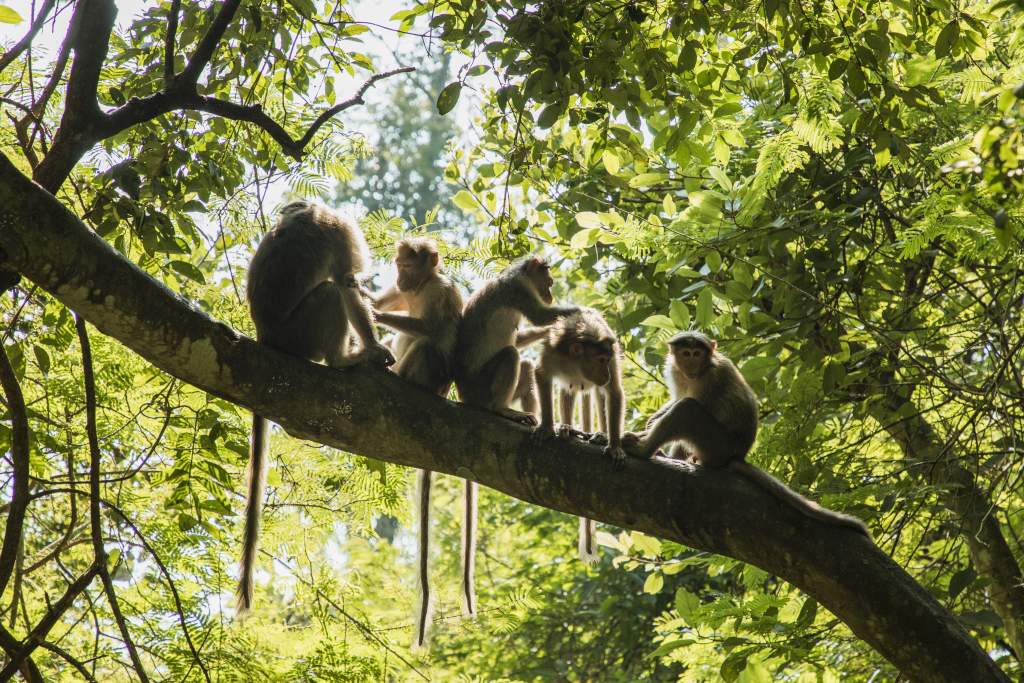Wildlife photography ideas: focus on behavior, like monkeys cleaning each other on a limb.
