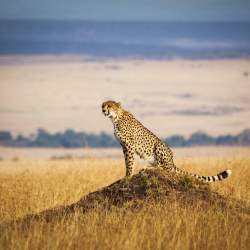 Wildlife photography ideas: how to capture cheetahs in golden grass and other unique nature pictures.