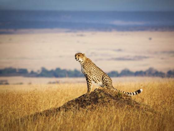 Wildlife photography ideas: how to capture cheetahs in golden grass and other unique nature pictures.