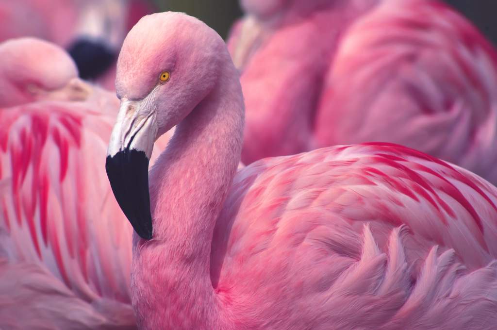 Good wildlife photos include close-ups of bright pink flamingos filling the frame.
