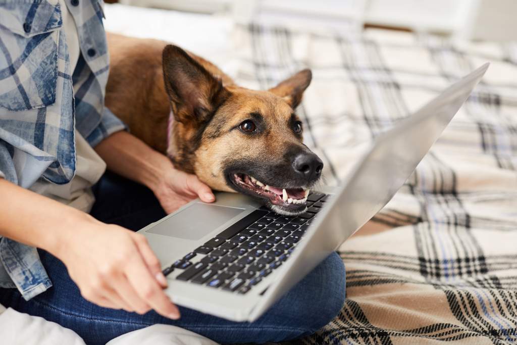 Dog with head on laptop is interested in a woman turning her photo book idea into reality.