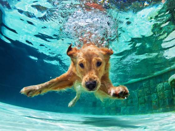 Dog diving underwater in swimming pool.