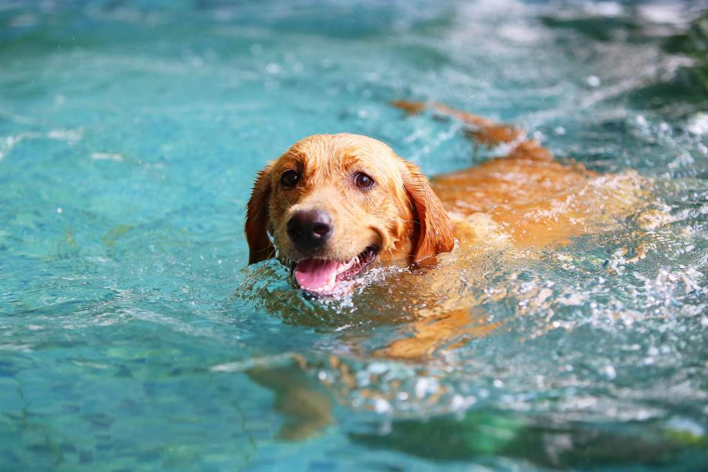 A dog swimming in the pool was captured by the iPhone 11 camera lenses.