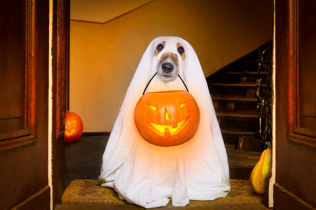 Grab cute Halloween photos by dressing up pets, like this dog ghost holding a jack-o-lantern.
