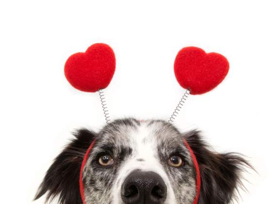 close-up hide dog love wearing a heart shape diadem. valentine's day concept. Isolated on white background.