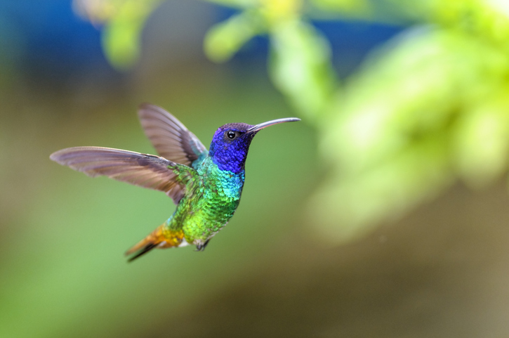 Fast shutter speeds can capture the hard-to-photograph hummingbird. 