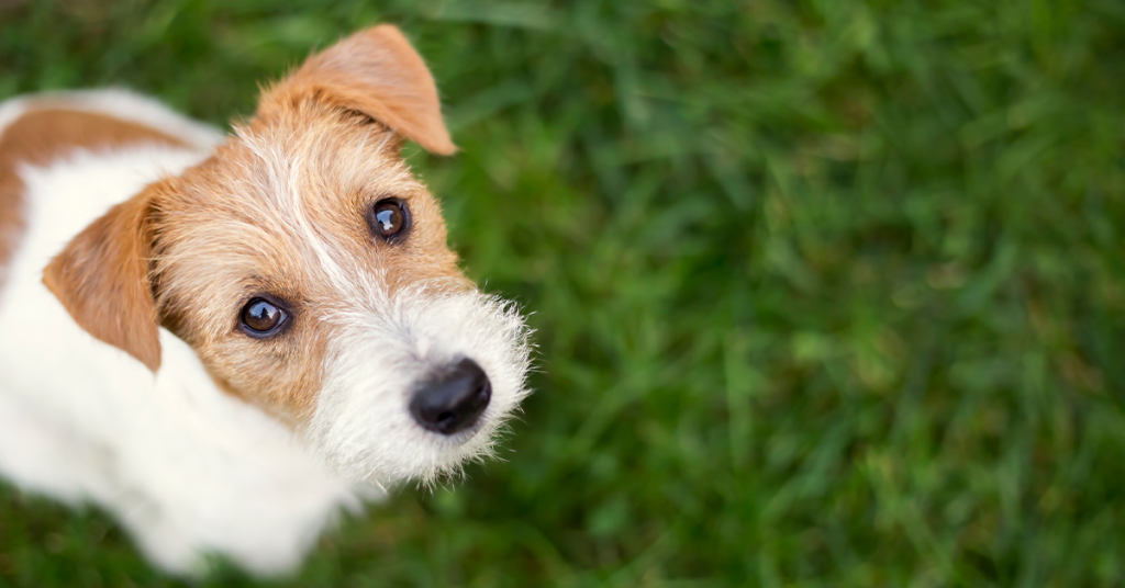 Jack Russell Terrier dog face on a negative space of blurred grass