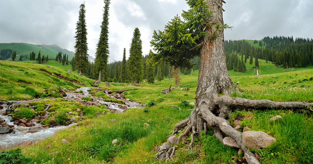 The tree in the foreground moves the eye to the middle ground, then the mountains in the background.