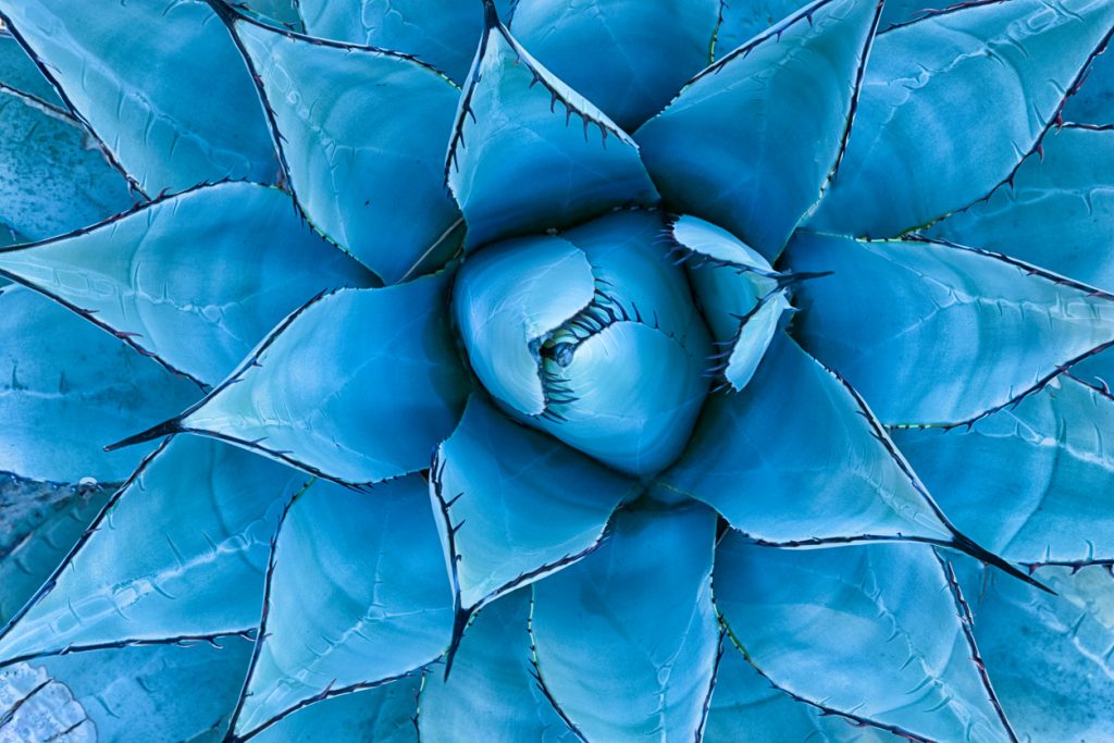 Closeup view of a blue agave plant as seen from directly above