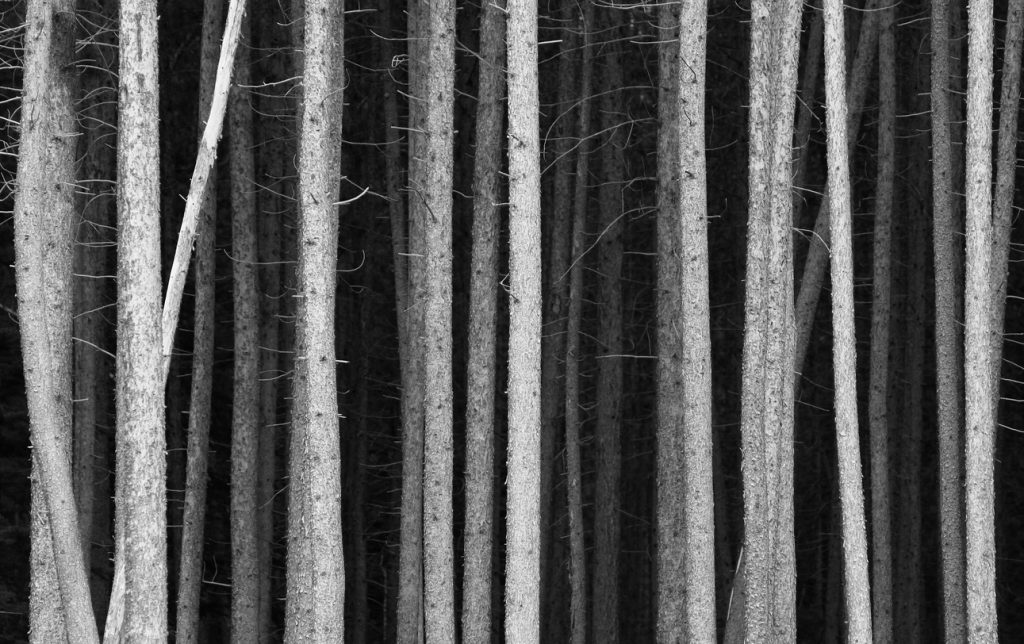 Black and White Pine Tree Trunks Background 